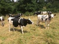 ferme laitiere a proximité