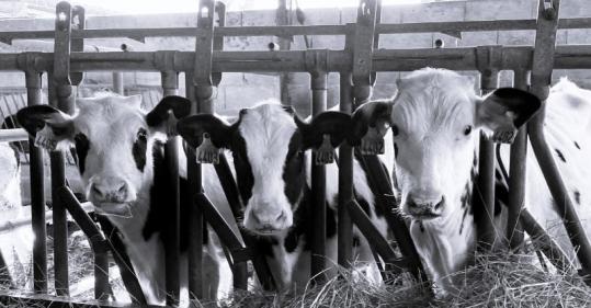 ferme laitière