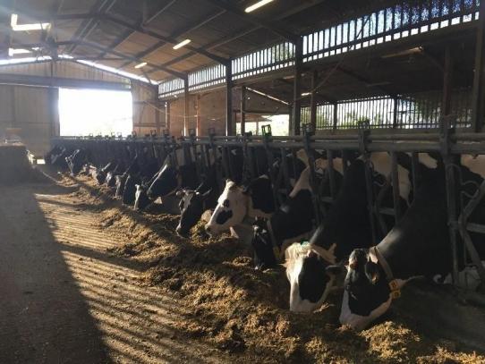 La ferme des Tilleuls, producteur laitier à montauban