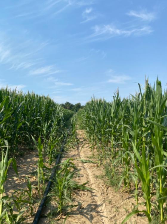 L'irrigation du maïs : une ressource précieuse pour la Ferme des Tilleuls