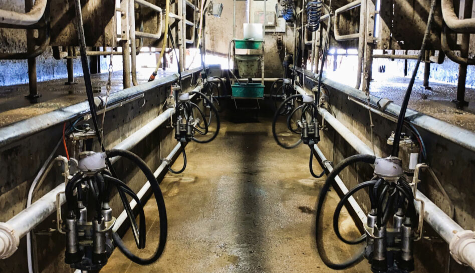 Ferme laitière, produits laitiers Montauban, La ferme des Tilleuls