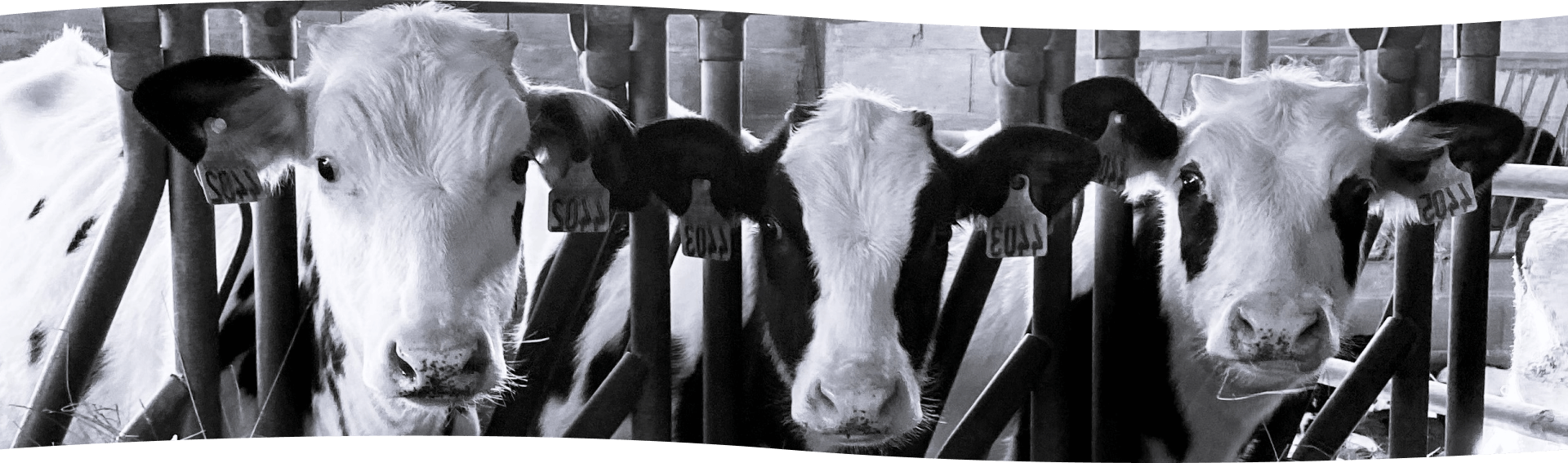 Ferme laitière, produits laitiers Montauban, La ferme des Tilleuls