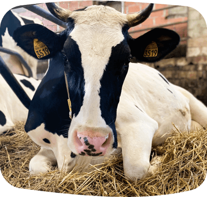 Ferme laitière, produits laitiers Montauban, La ferme des Tilleuls